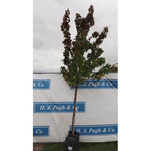 139 - Liquidambar 10ft