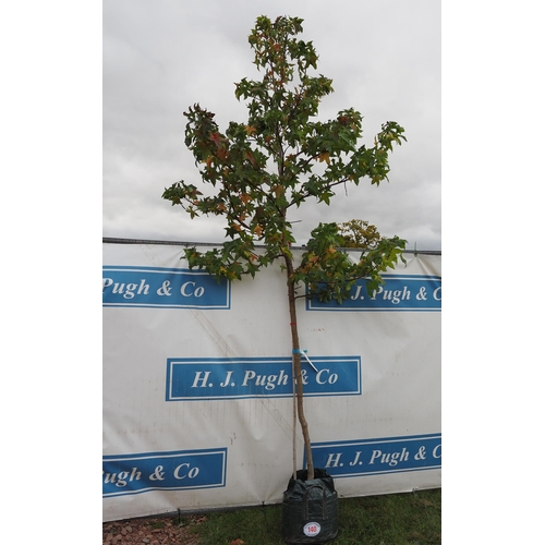 140 - Liquidambar 10ft