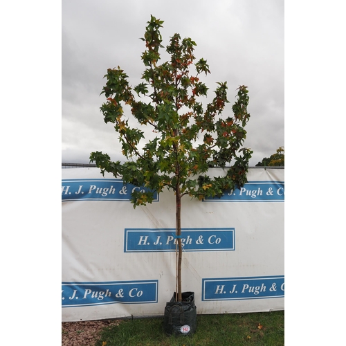 142 - Liquidambar 10ft