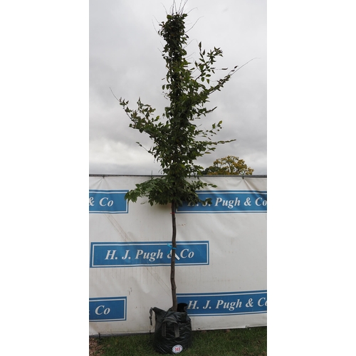 143 - Carpinus Betulus 12ft