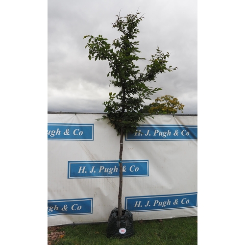 144 - Carpinus Betulus 12ft