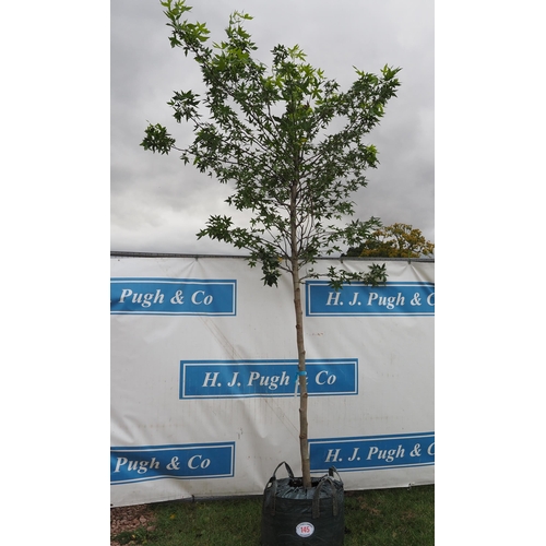 145 - Liquidambar 11ft