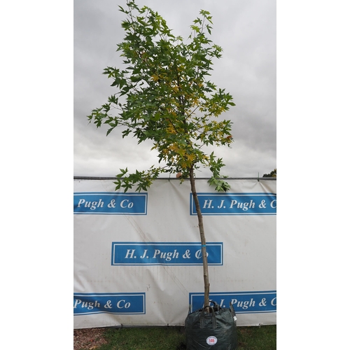 146 - Liquidambar 11ft