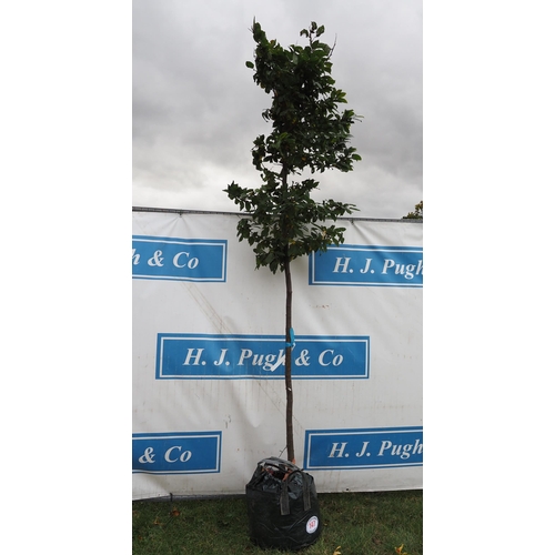 147 - Carpinus Betulus 12ft