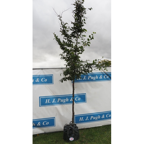 148 - Carpinus Betulus 12ft