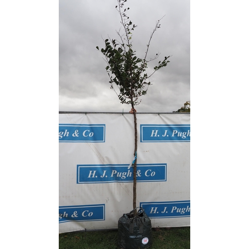 149 - Carpinus Betulus 12ft