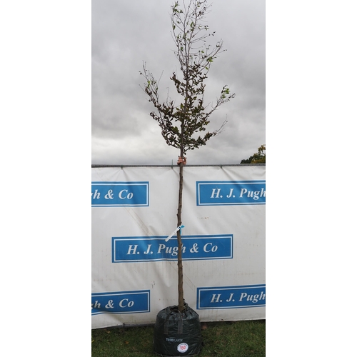 150 - Carpinus Betulus 12ft