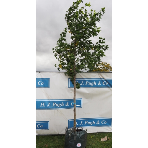 151 - Liquidambar 14ft