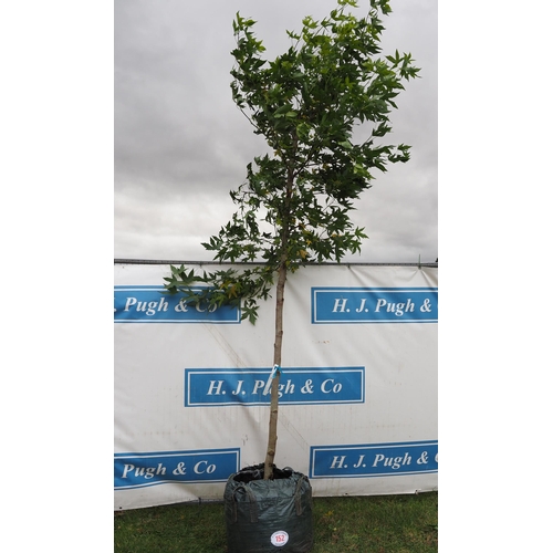 152 - Liquidambar 14ft