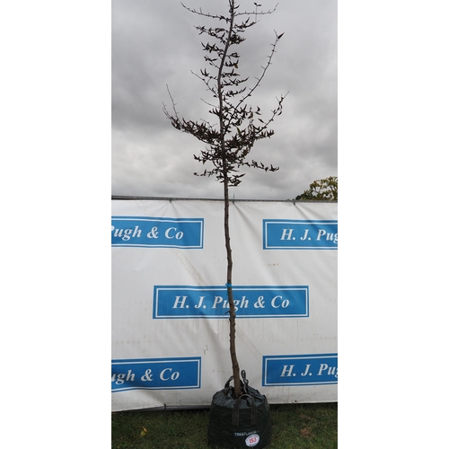 153 - Carpinus Betulus 12ft