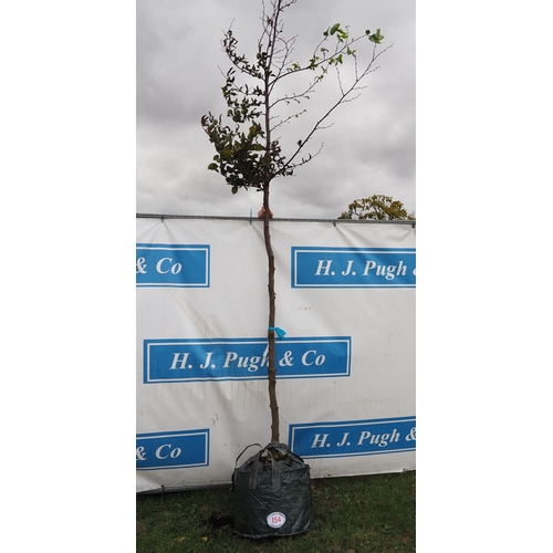 154 - Carpinus Betulus 12ft