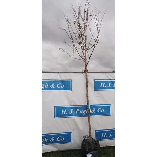 155 - Acer Campestre 12ft