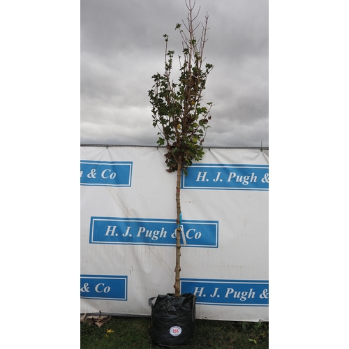 156 - Acer Campestre 12ft