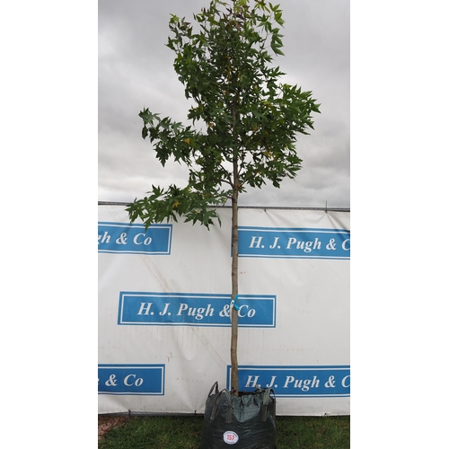 157 - Liquidambar 14ft