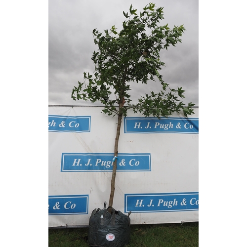 159 - Liquidambar 14ft