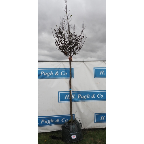 160 - Carpinus Betulus 12ft