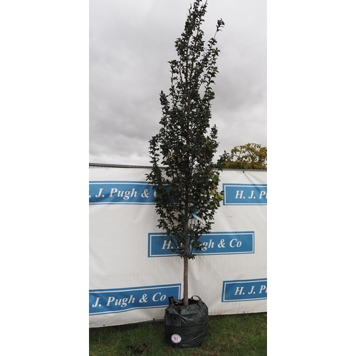 161 - Carpinus Betulus 12ft