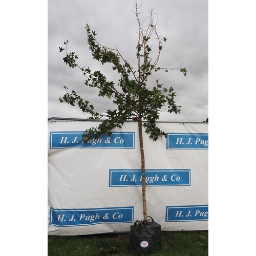 162 - Acer Campestre 14ft