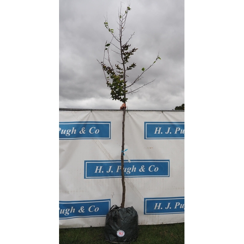 163 - Carpinus Betulus 12ft