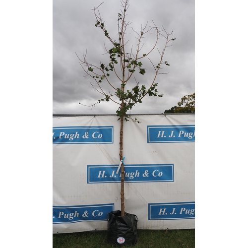 164 - Acer Campestre 14ft