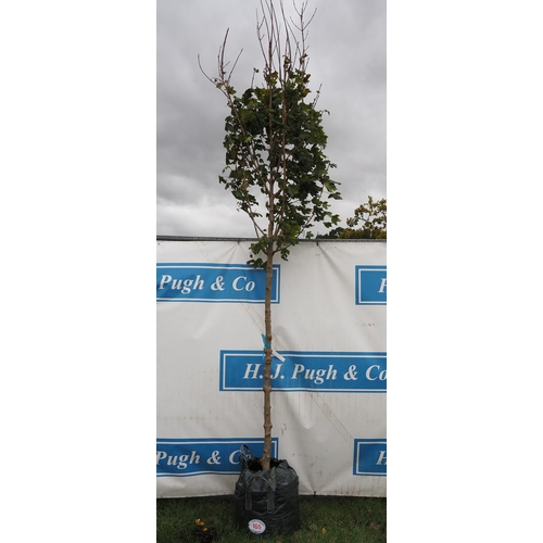 165 - Acer Campestre 12ft