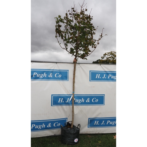 166 - Acer Campestre 12ft