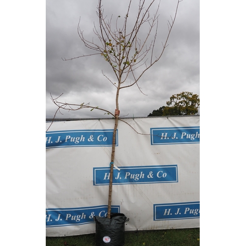 167 - Acer Campestre 14ft