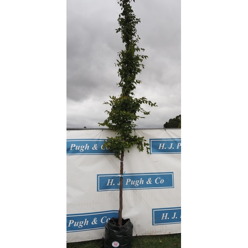 168 - Carpinus Betulus 16ft