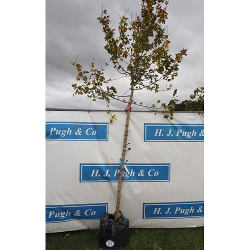 169 - Acer Campestre 14ft