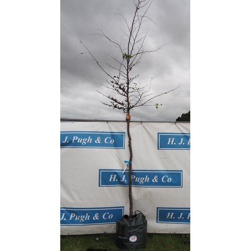 170 - Acer Campestre 14ft