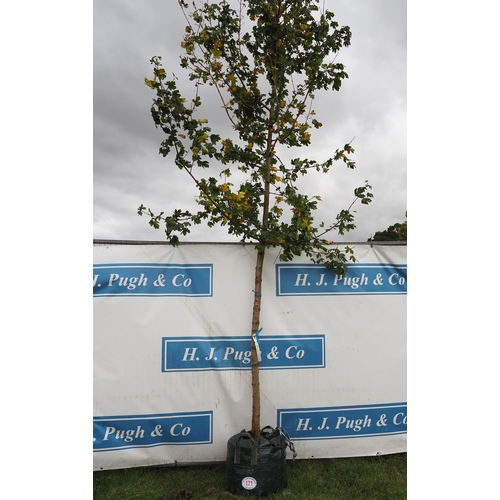 171 - Acer Campestre 14ft