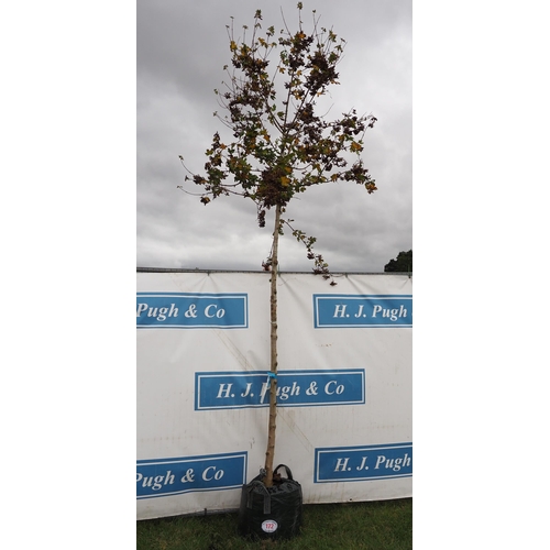 172 - Acer Campestre 14ft