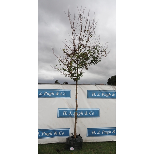 173 - Acer Campestre 14ft