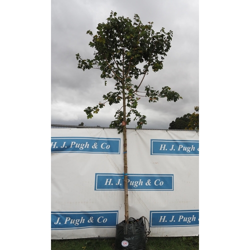 174 - Acer Campestre 14ft