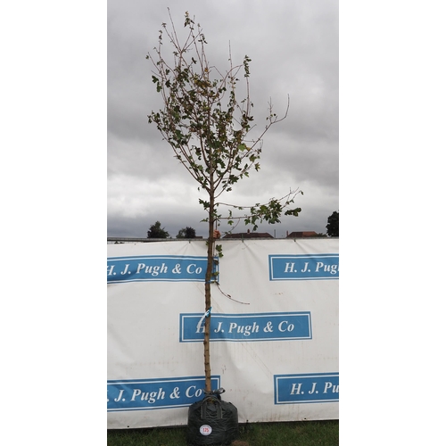 175 - Acer Campestre 14ft