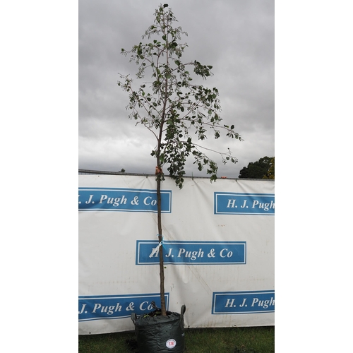 178 - Alnus Glutinosa 12ft