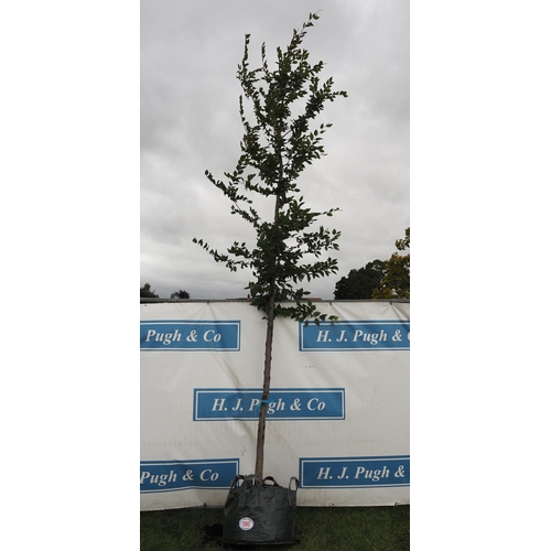 180 - Carpinus Betulus 16ft