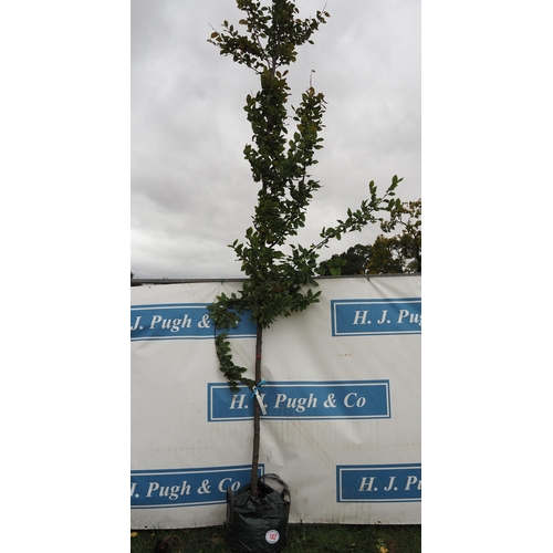 182 - Carpinus Betulus 16ft