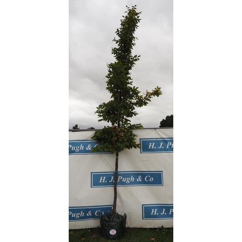 183 - Carpinus Betulus 16ft