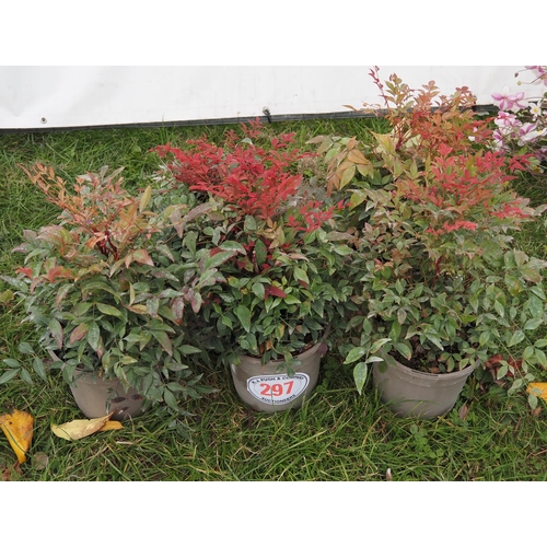 297 - Nandina - 5