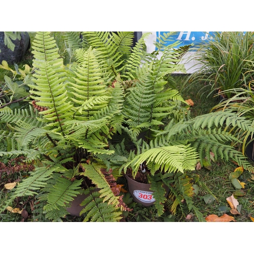 303 - Dryopteris - 5