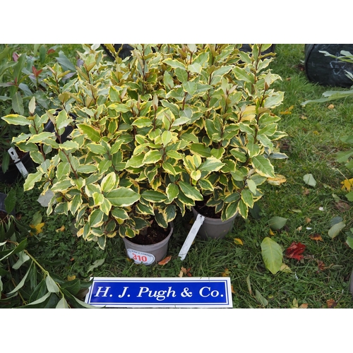 310 - Elaeagnus - 5