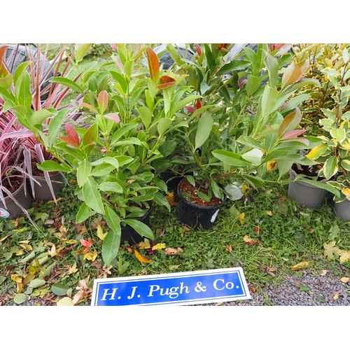 311 - Photinia - 5