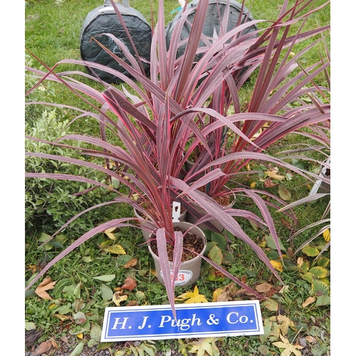 313 - Cordyline - 5