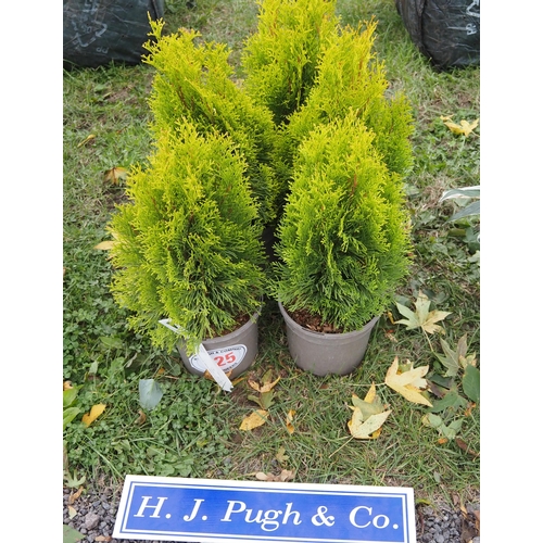 325 - Thuja - 5