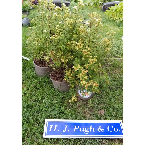 339 - Potentilla - 5