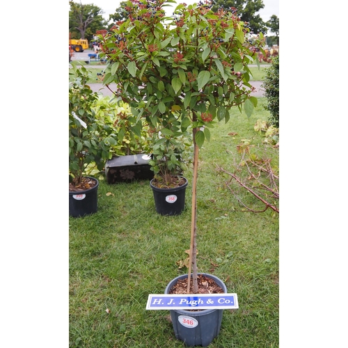 346 - Photinia