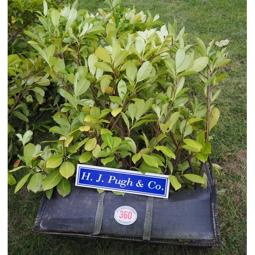 360 - Laurel trough hedge 1m