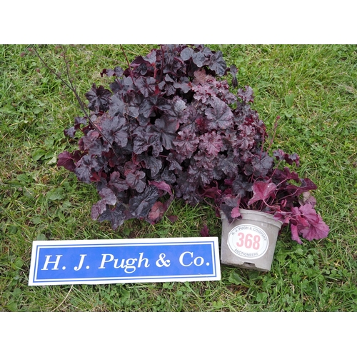 368 - Heuchera - 5