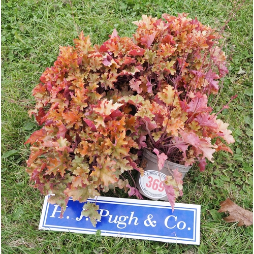 369 - Heuchera - 5